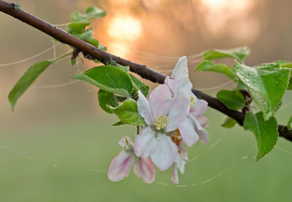 Kirschblüte