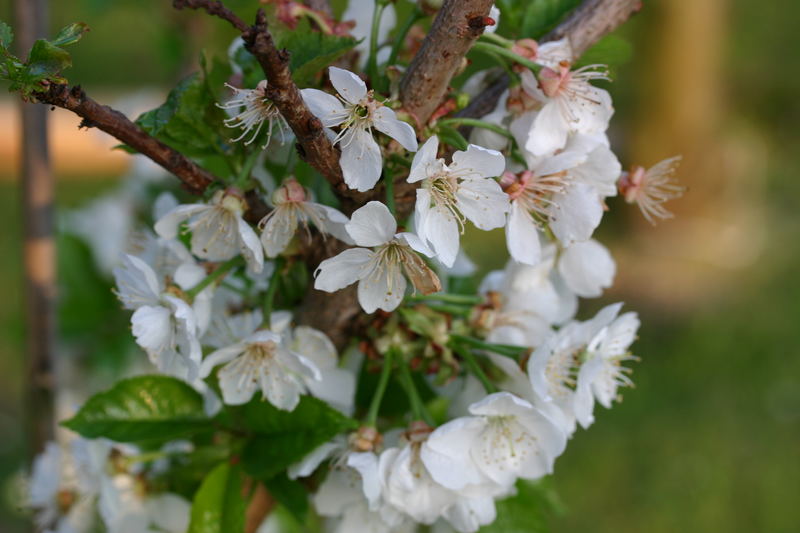 Kirschblüte