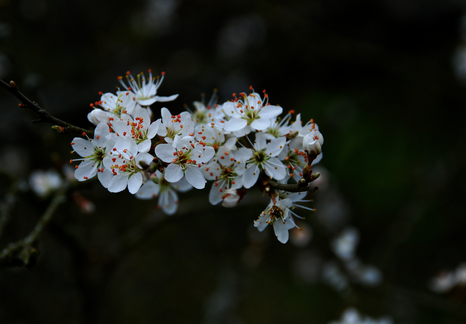 Kirschblüte