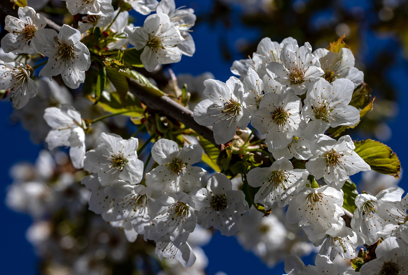 Kirschblüte