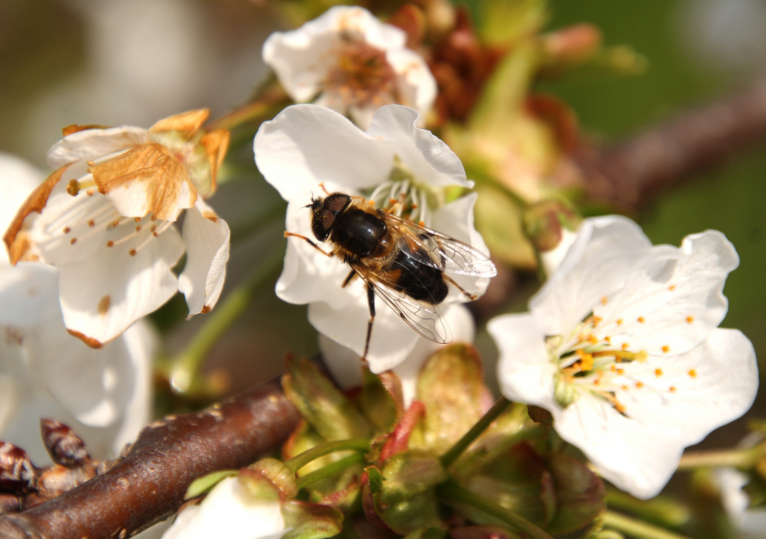 Kirschblüte ...