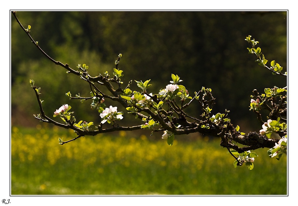 Kirschblüte