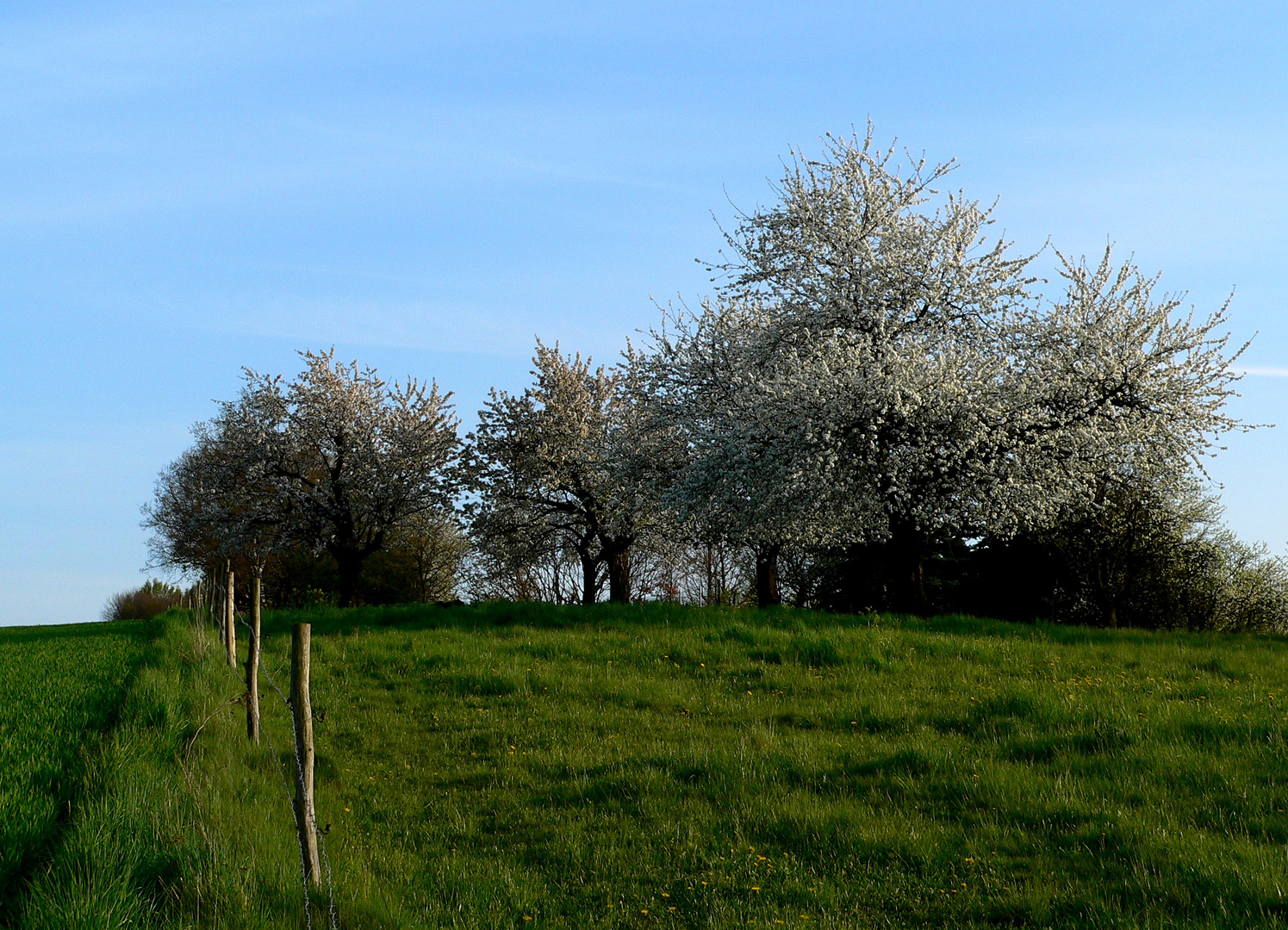 Kirschblüte