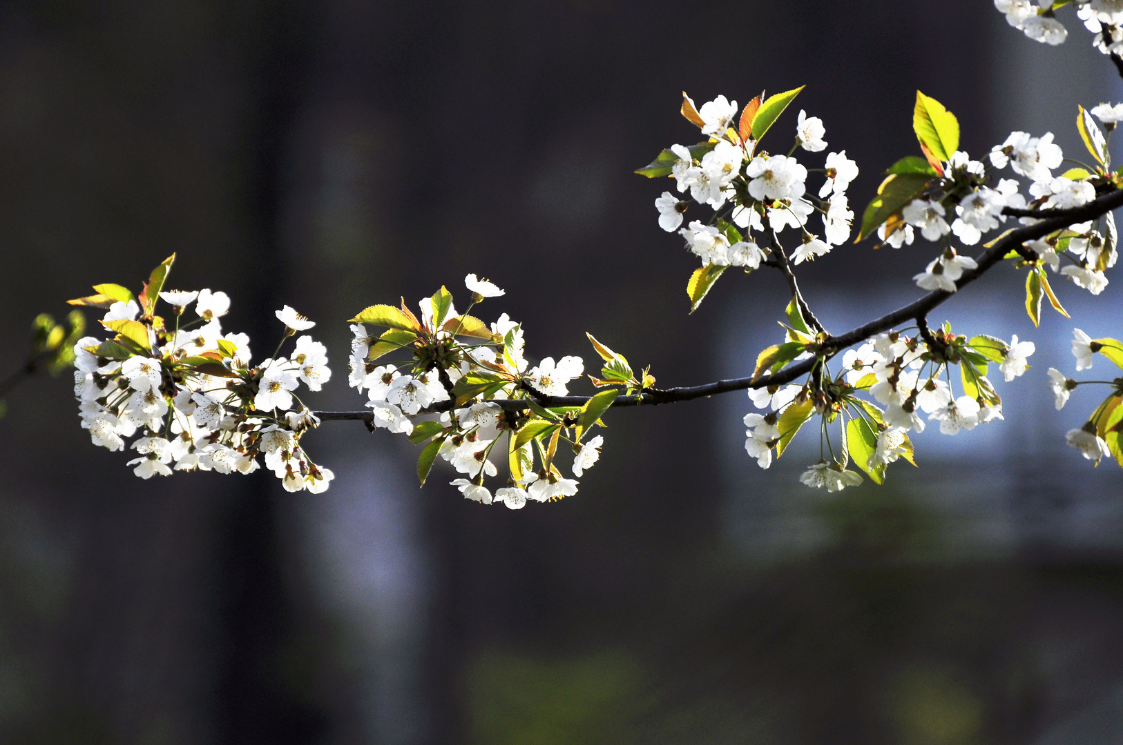 Kirschblüte