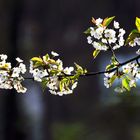 Kirschblüte