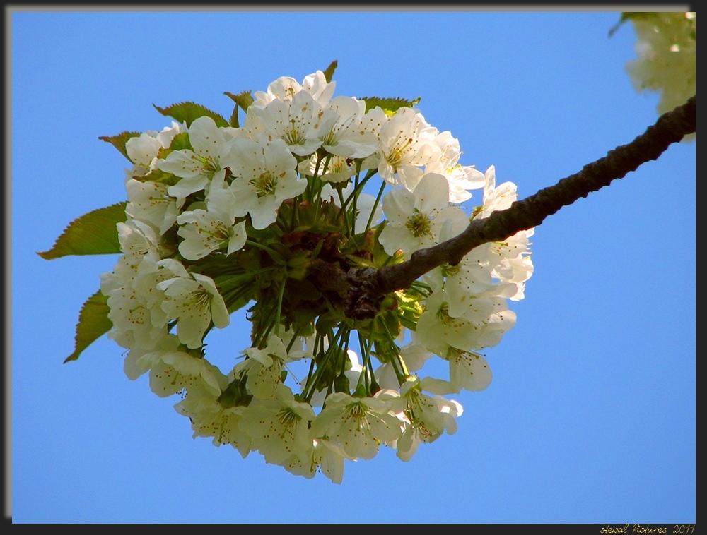 Kirschblüte