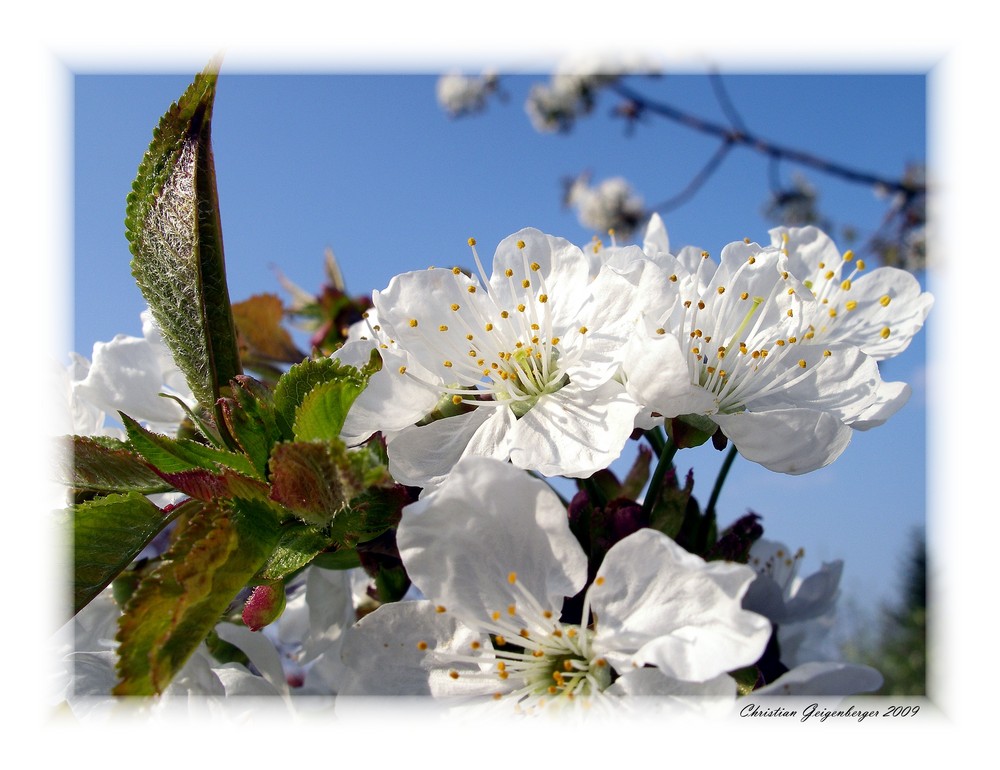 Kirschblüte