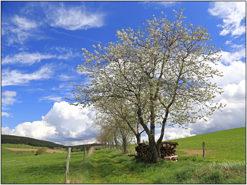 Kirschblüte