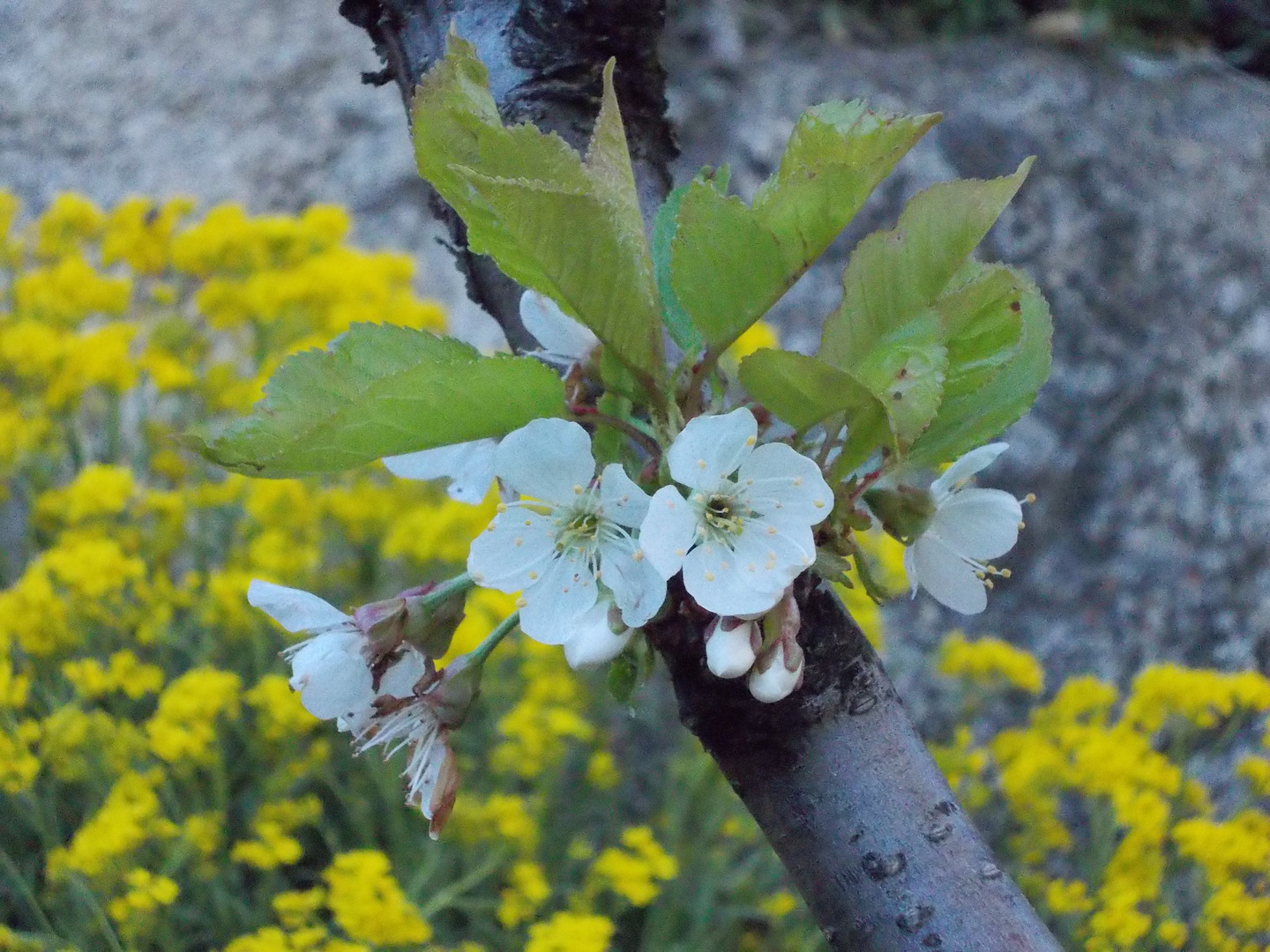 Kirschblüte