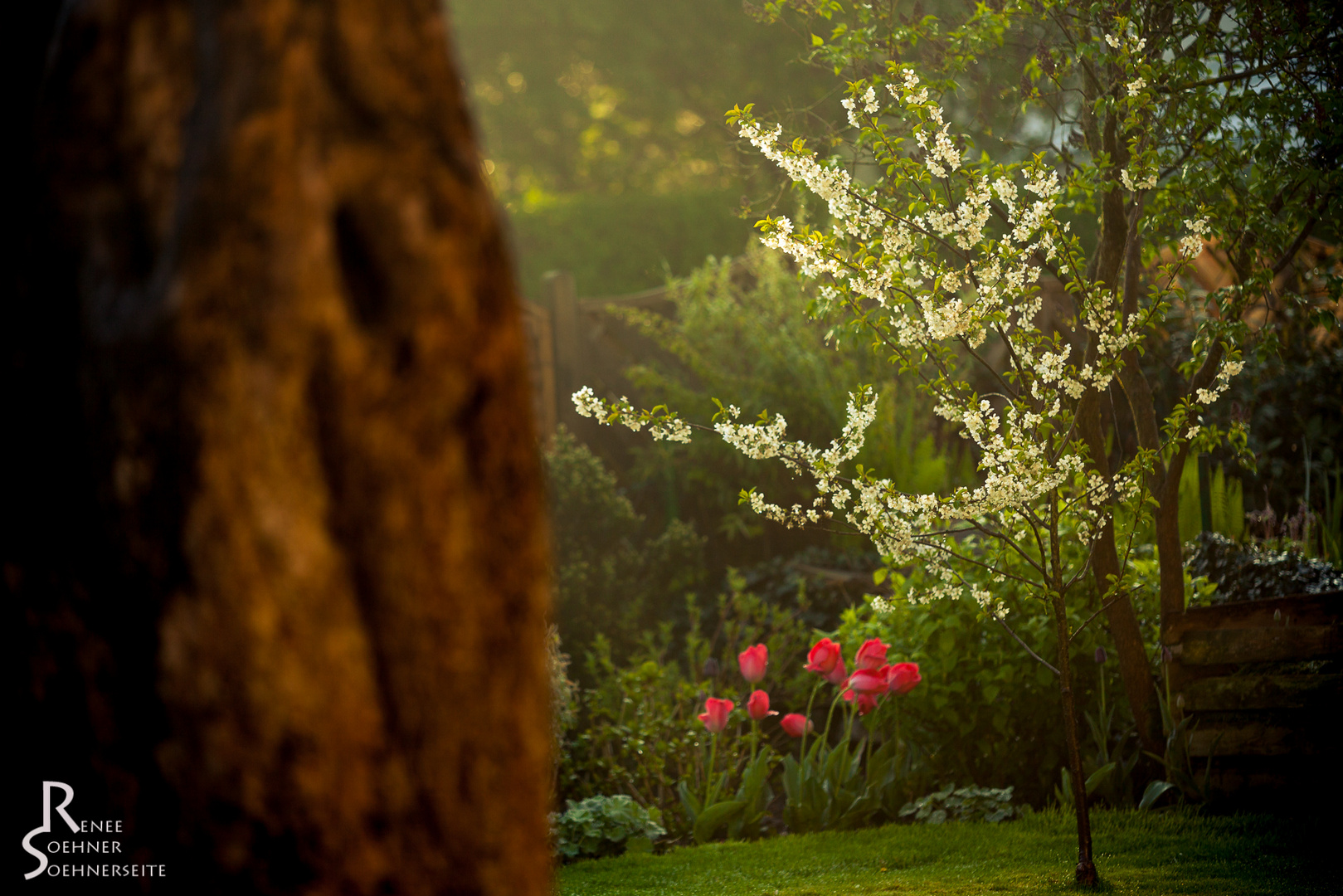 Kirschblüte