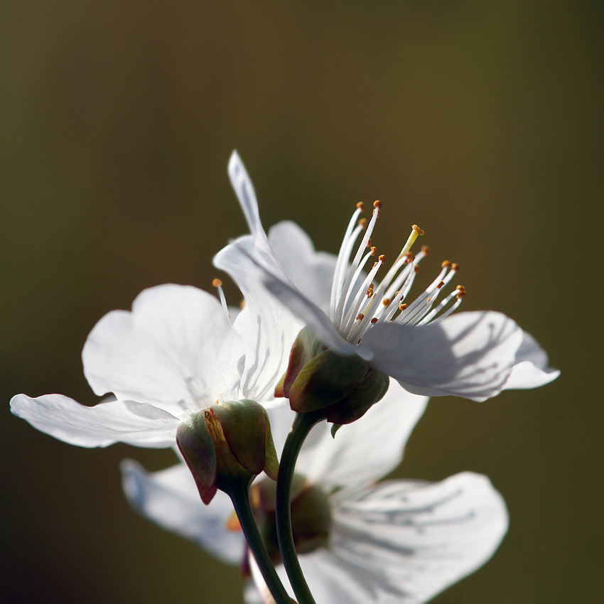 Kirschblüte