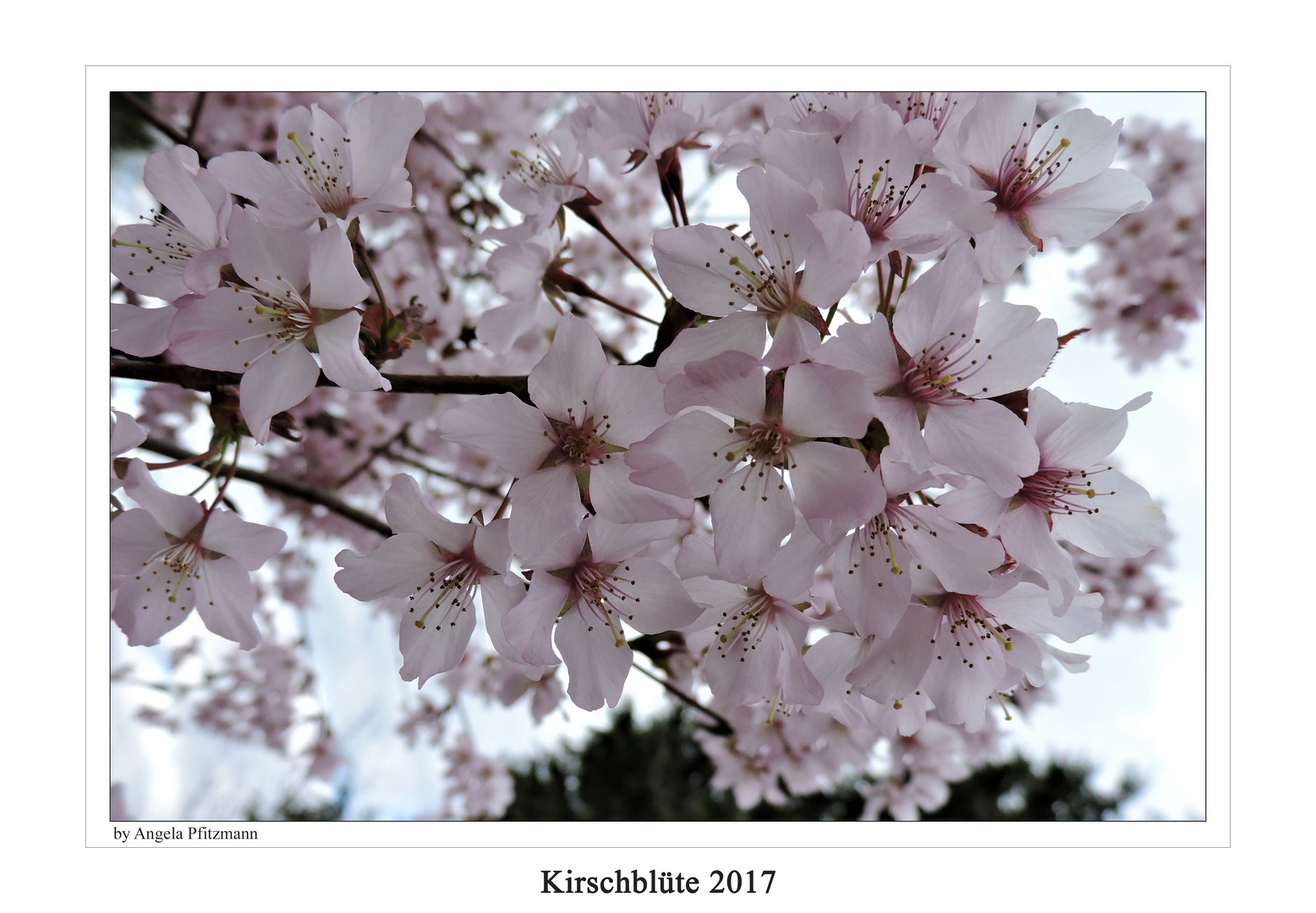 Kirschblüte