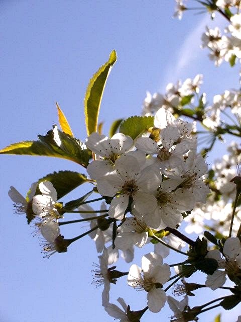 Kirschblüte