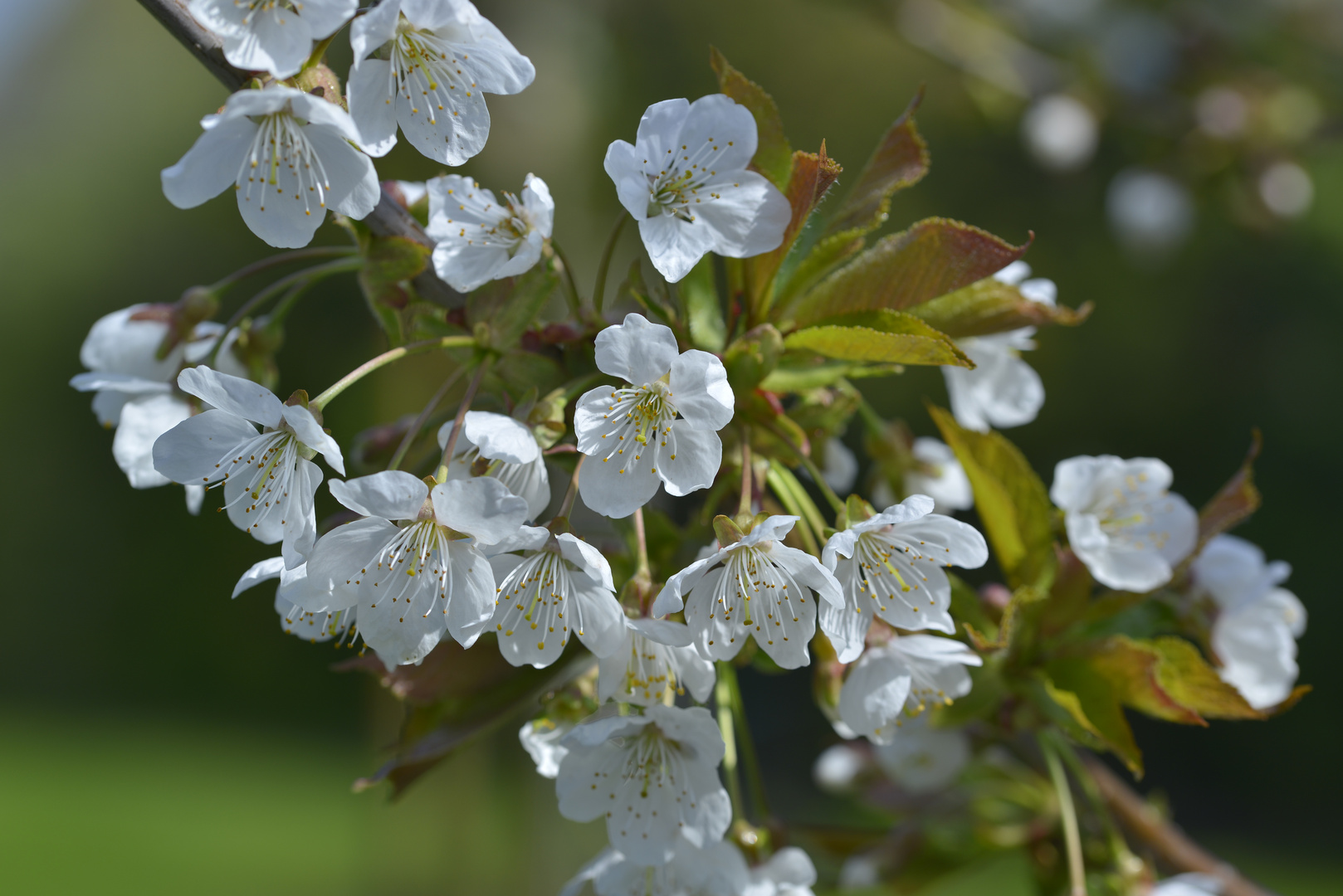 Kirschblüte