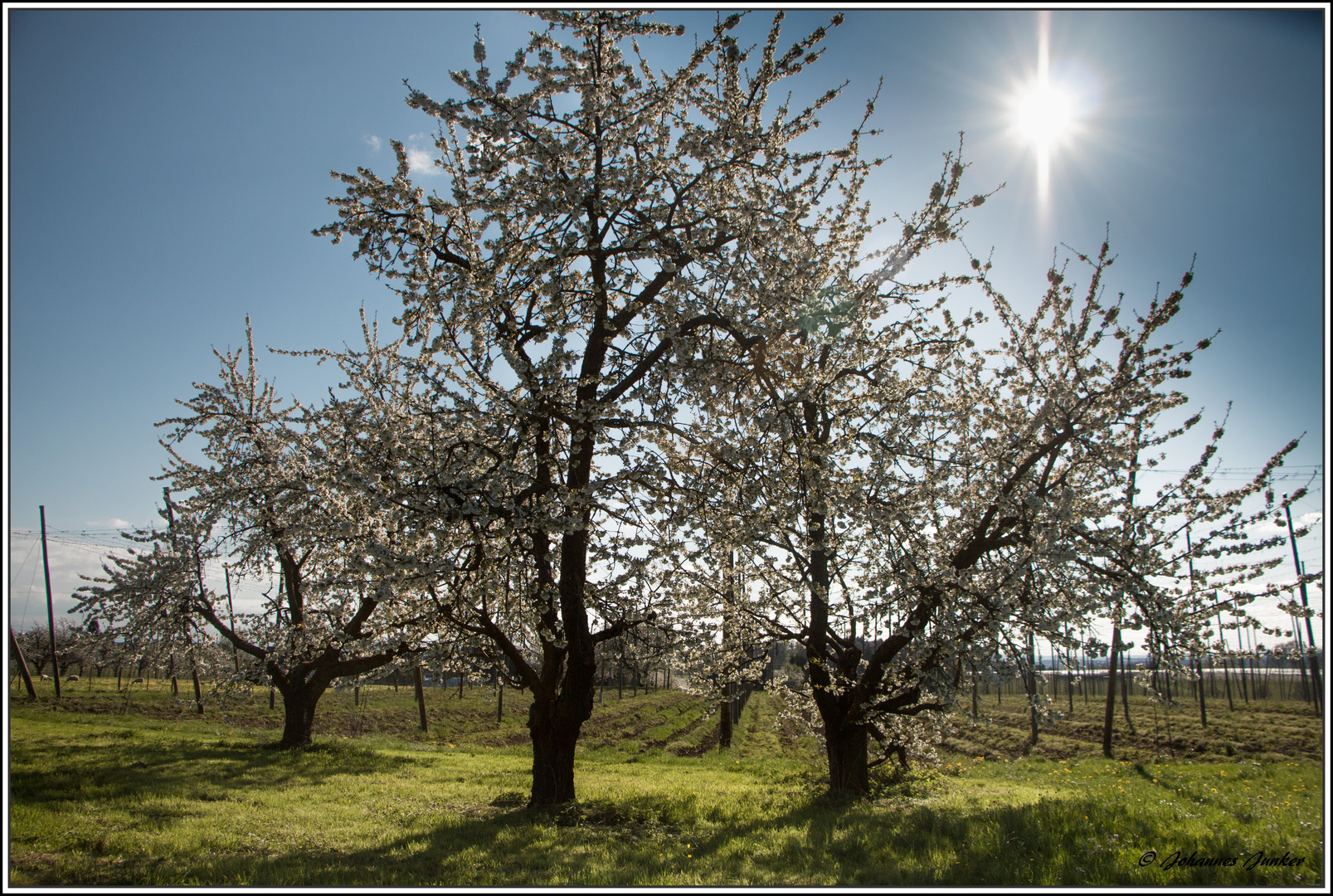 Kirschblüte