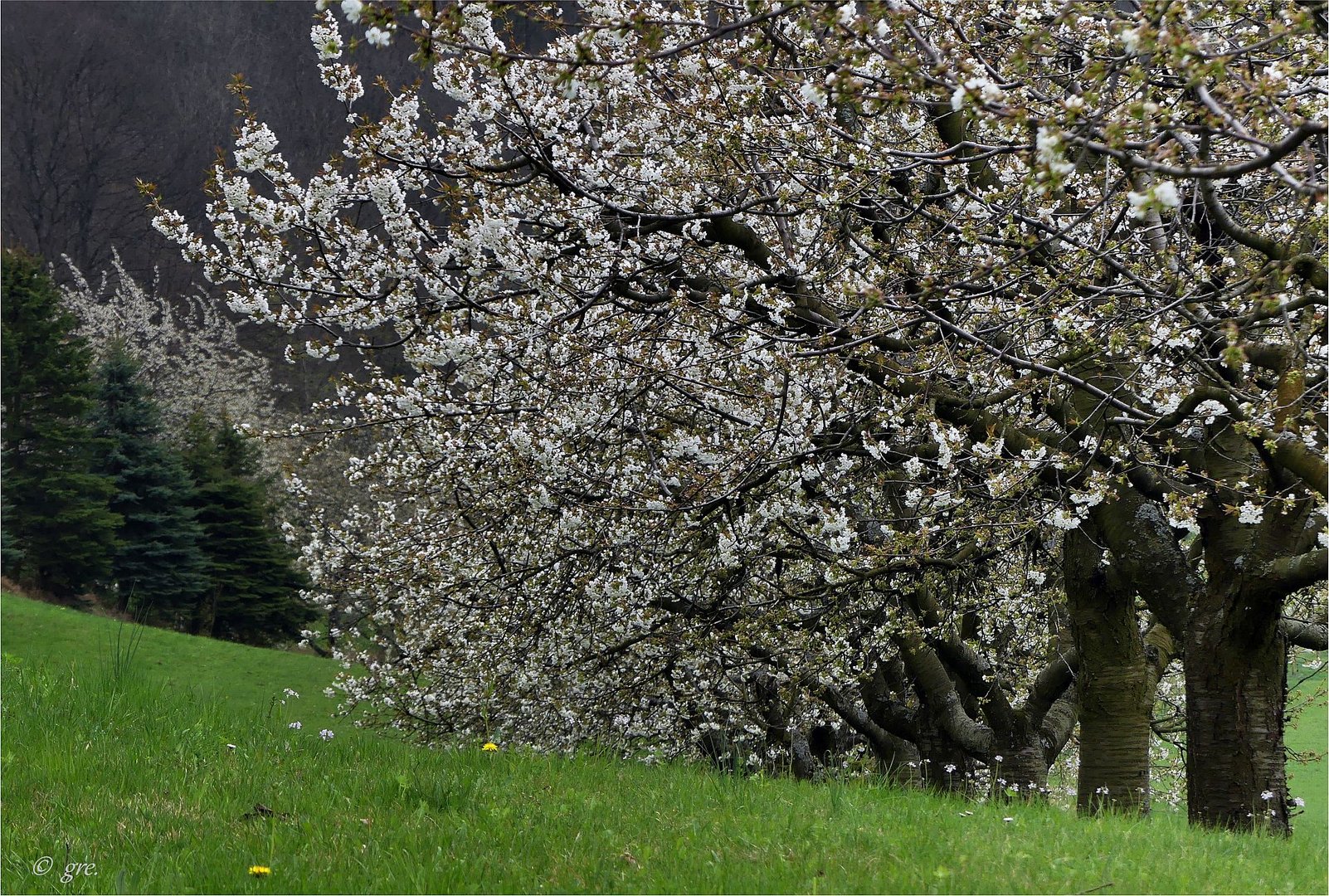 Kirschblüte...