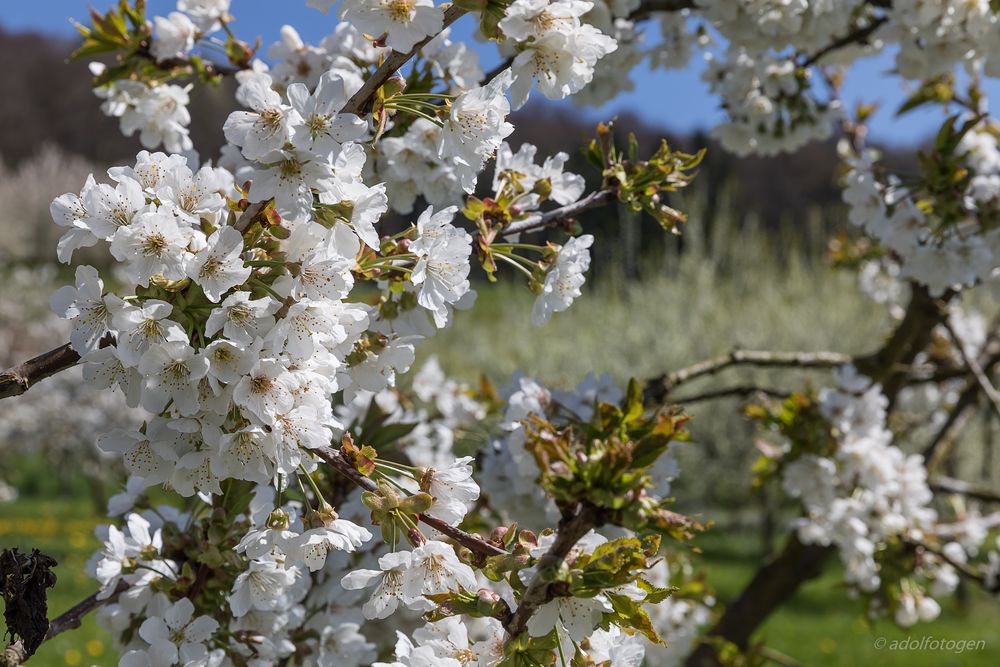 Kirschblüte