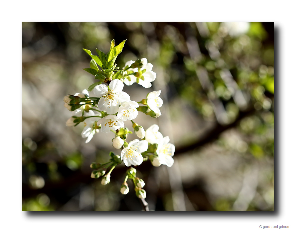 Kirschblüte # 9368(reload)