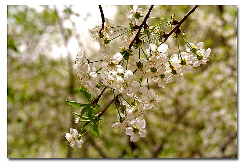 Kirschblüte...