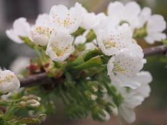 Kirschblüte