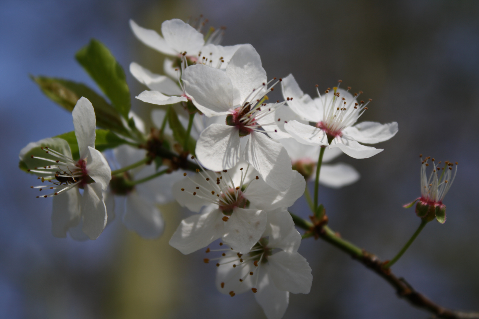 Kirschblüte