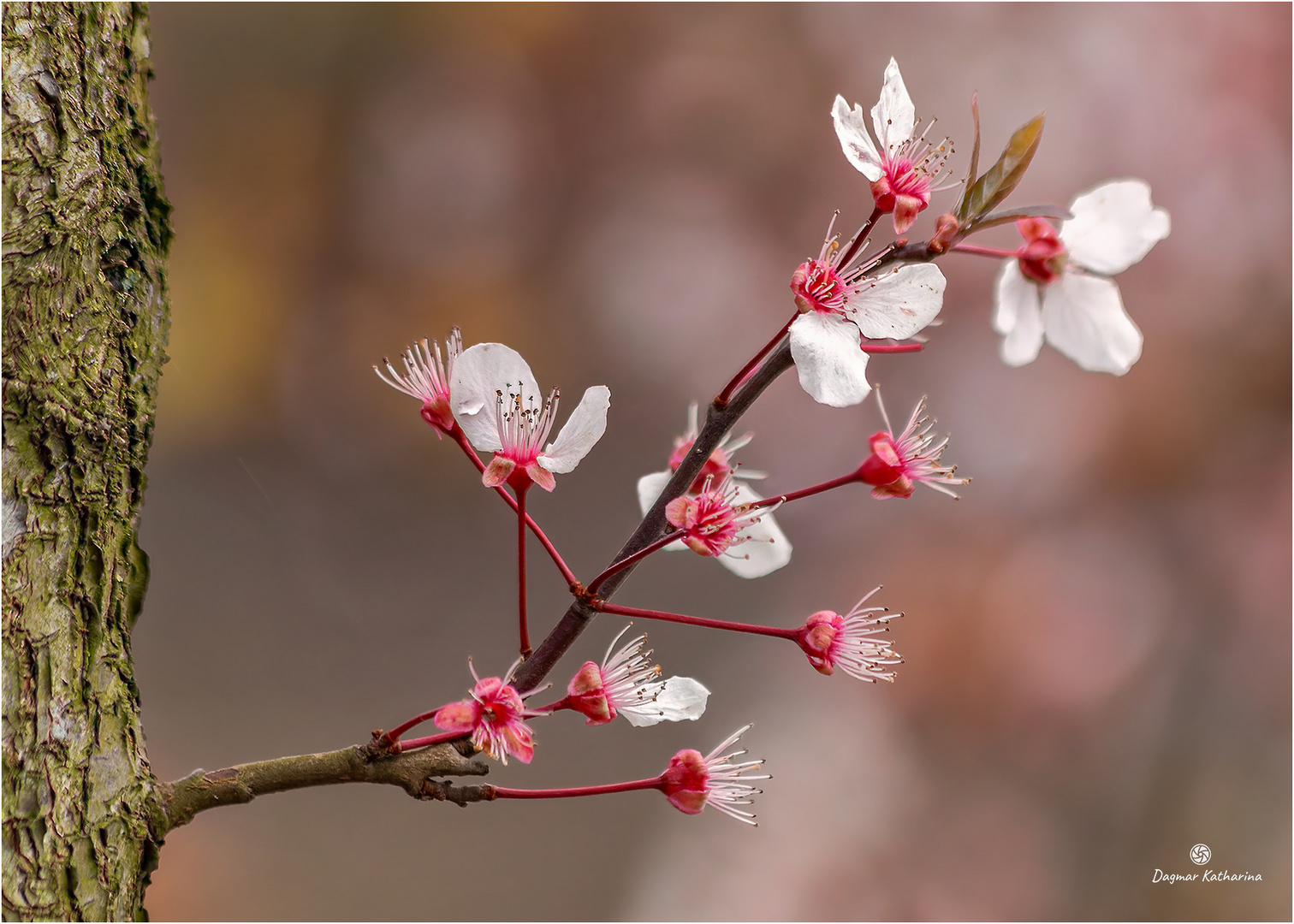 Kirschblüte 