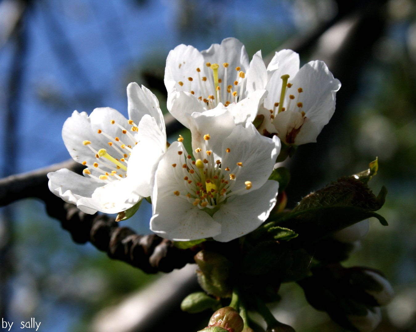 Kirschblüte.