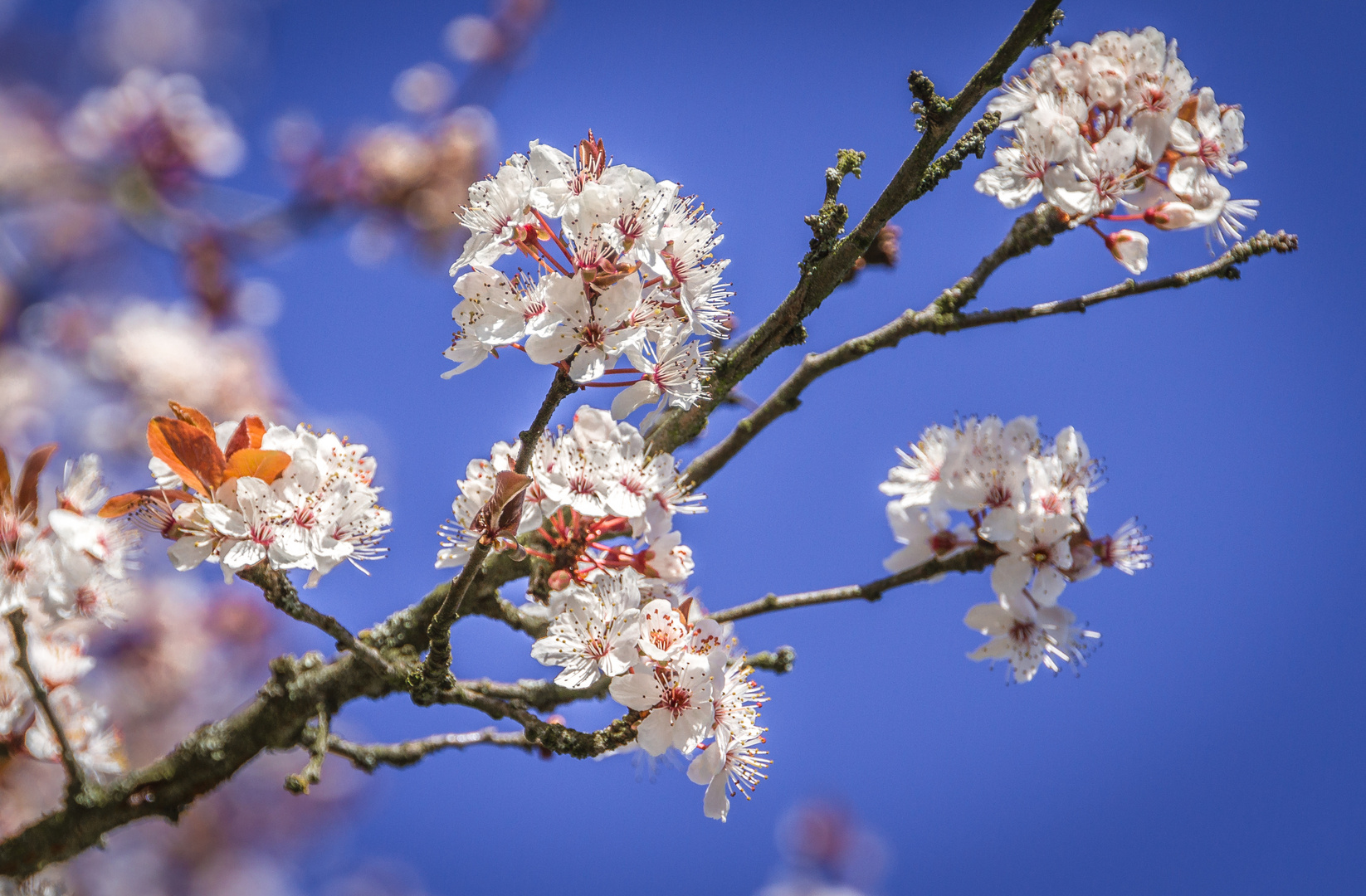 Kirschblüte