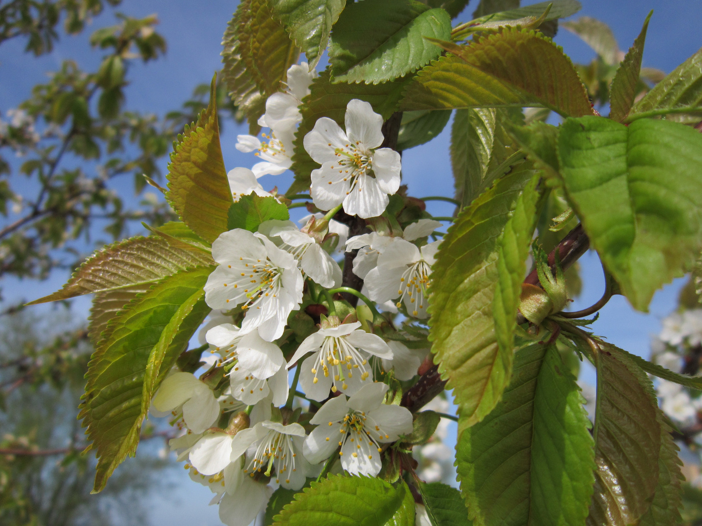 Kirschblüte