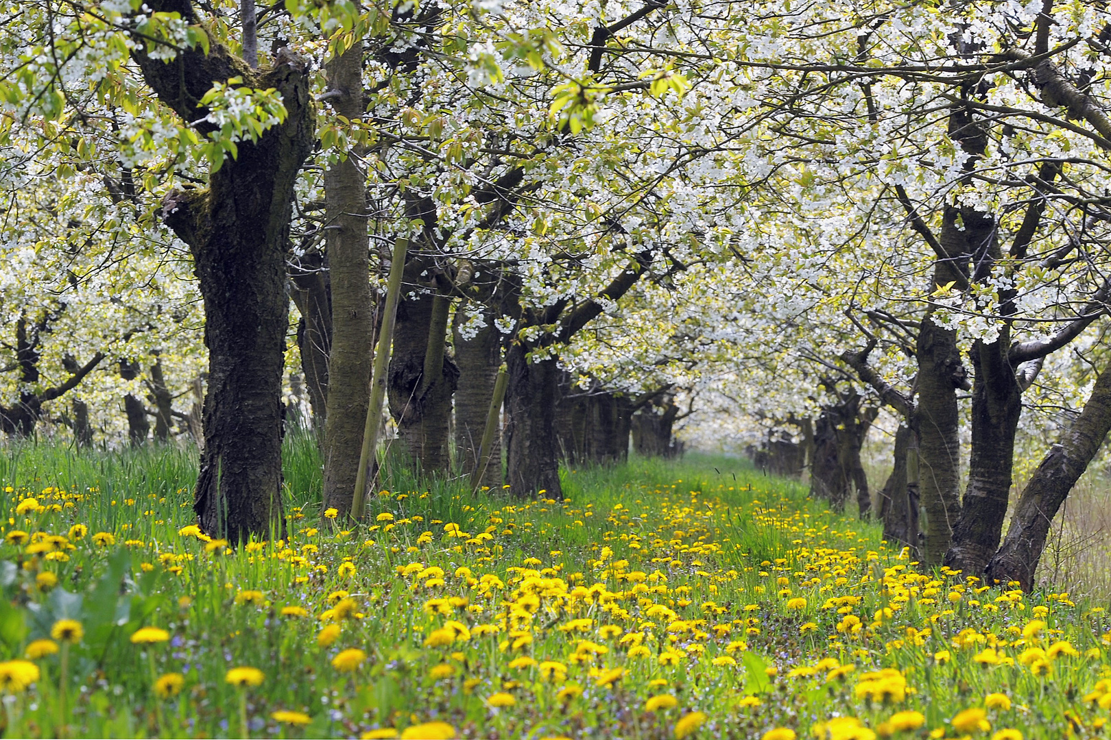 Kirschblüte.....