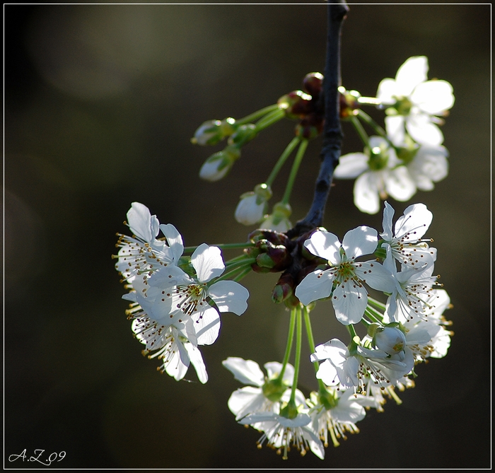 Kirschblüte