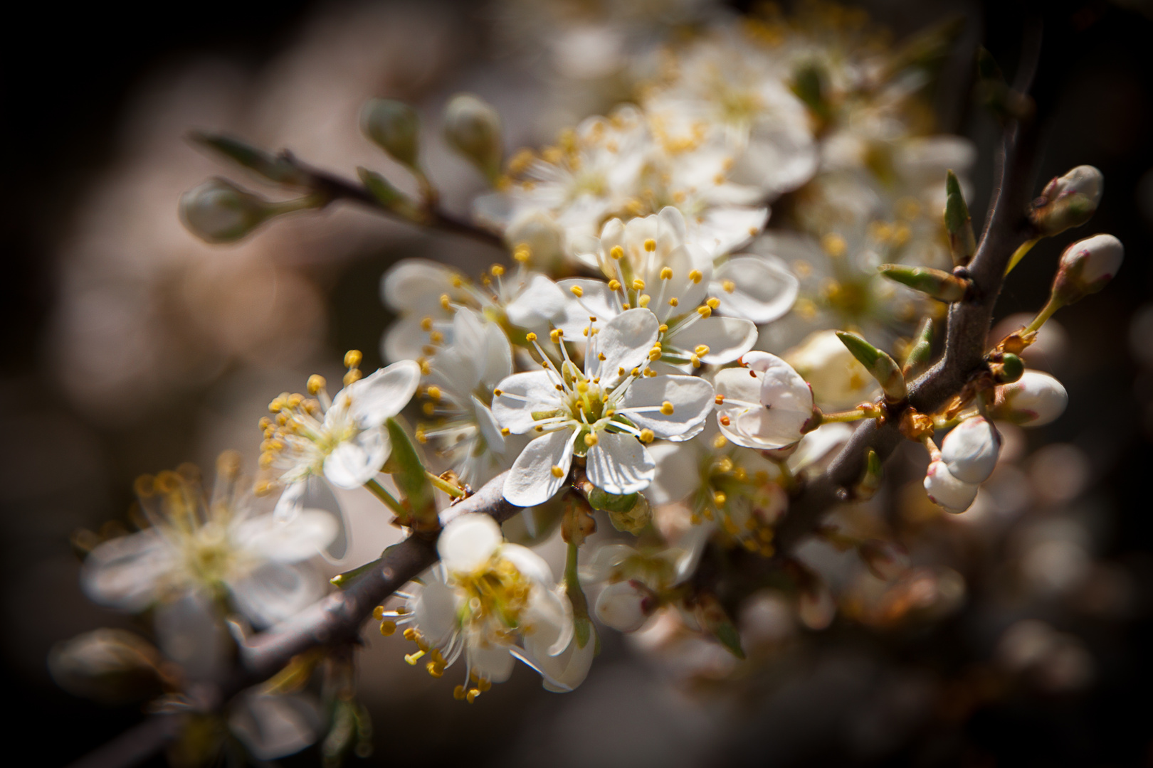 Kirschblüte