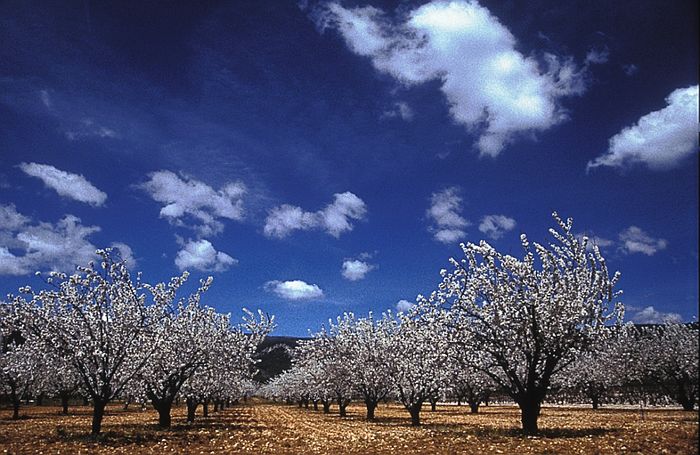 Kirschblüte