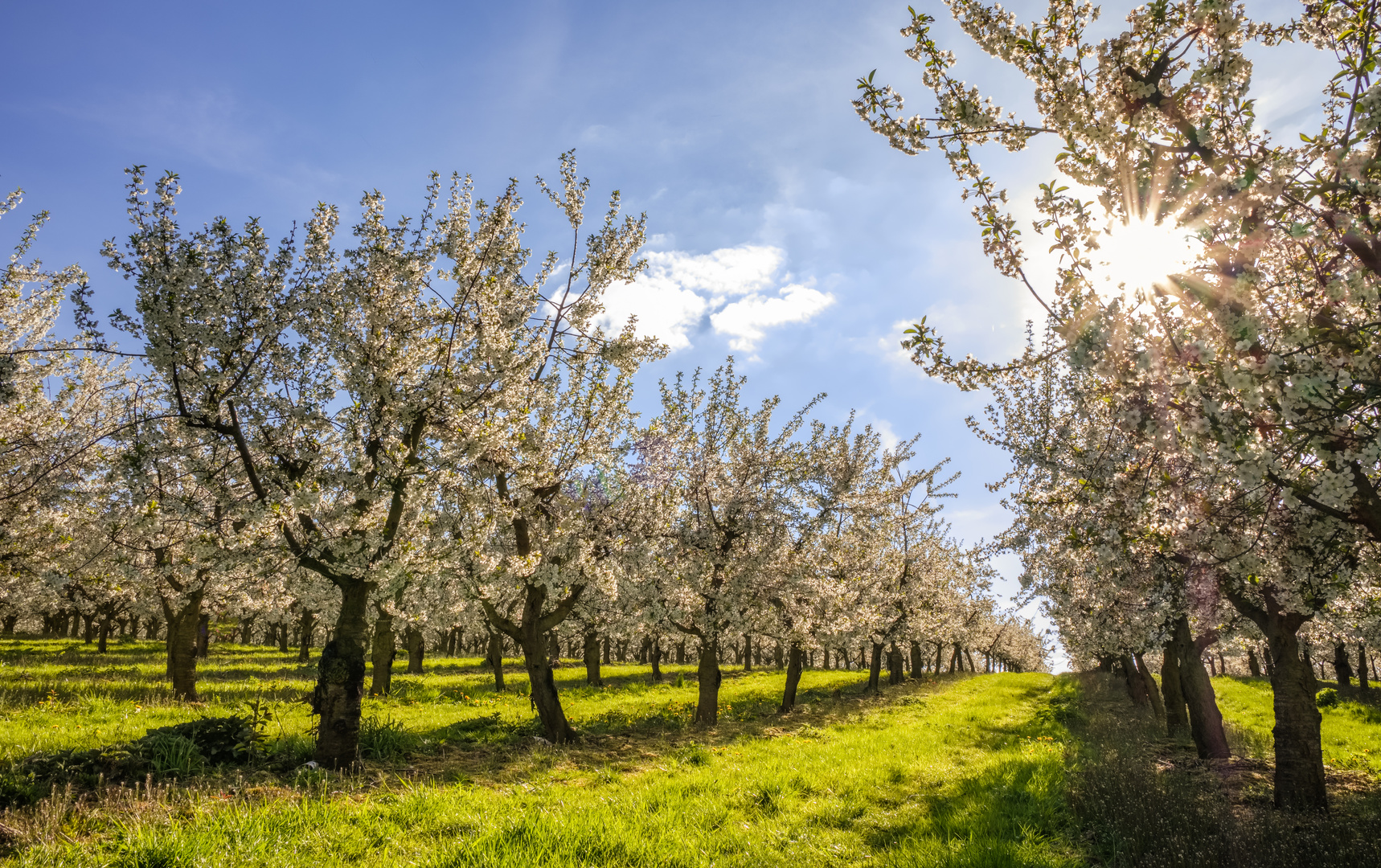  Kirschblüte