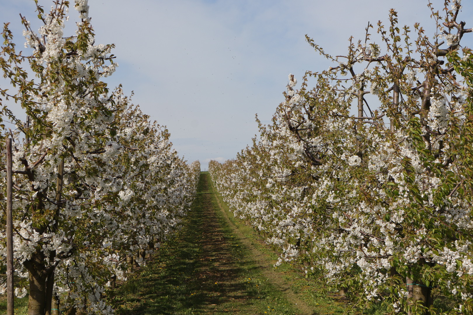 Kirschblüte