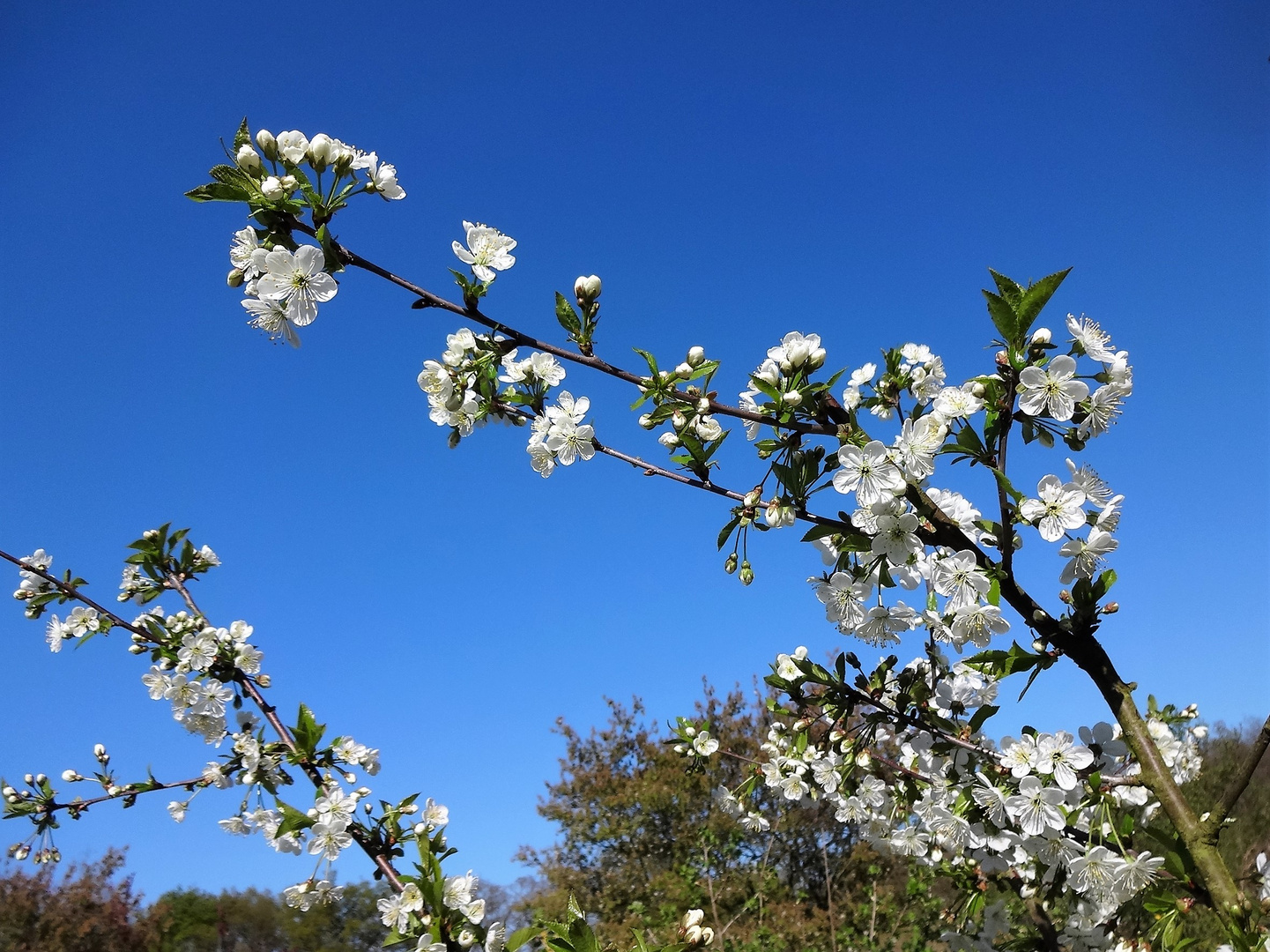 Kirschblüte