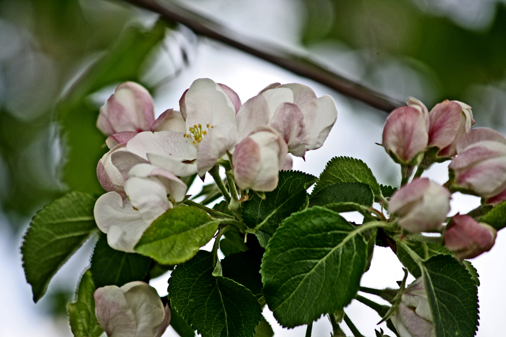 Kirschblüte