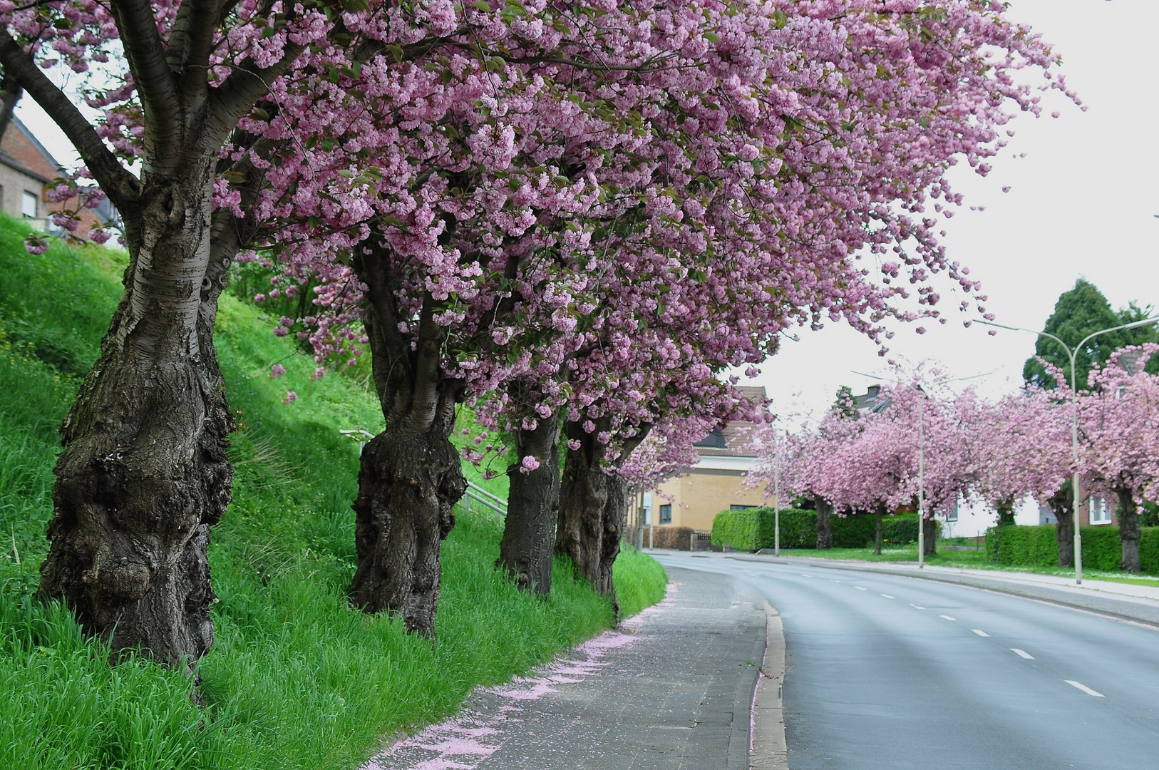  Kirschblüte