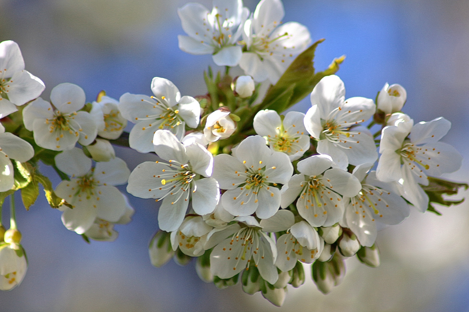 Kirschblüte 