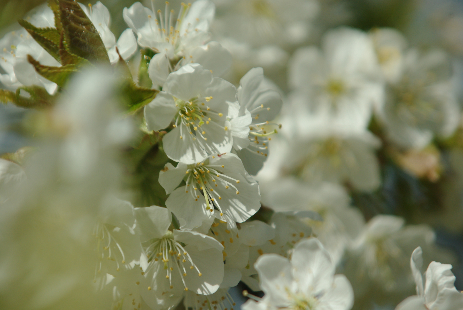 Kirschblüte