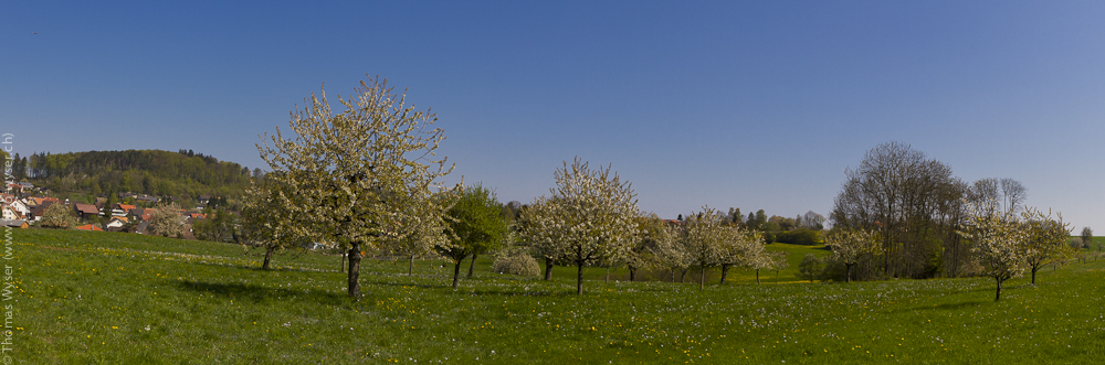 Kirschblüte