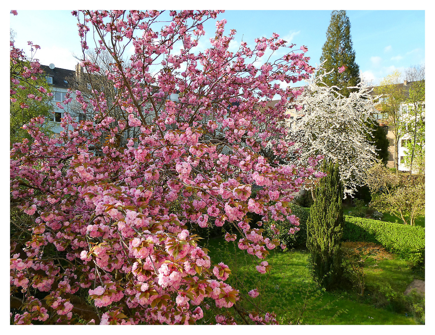 Kirschblüte