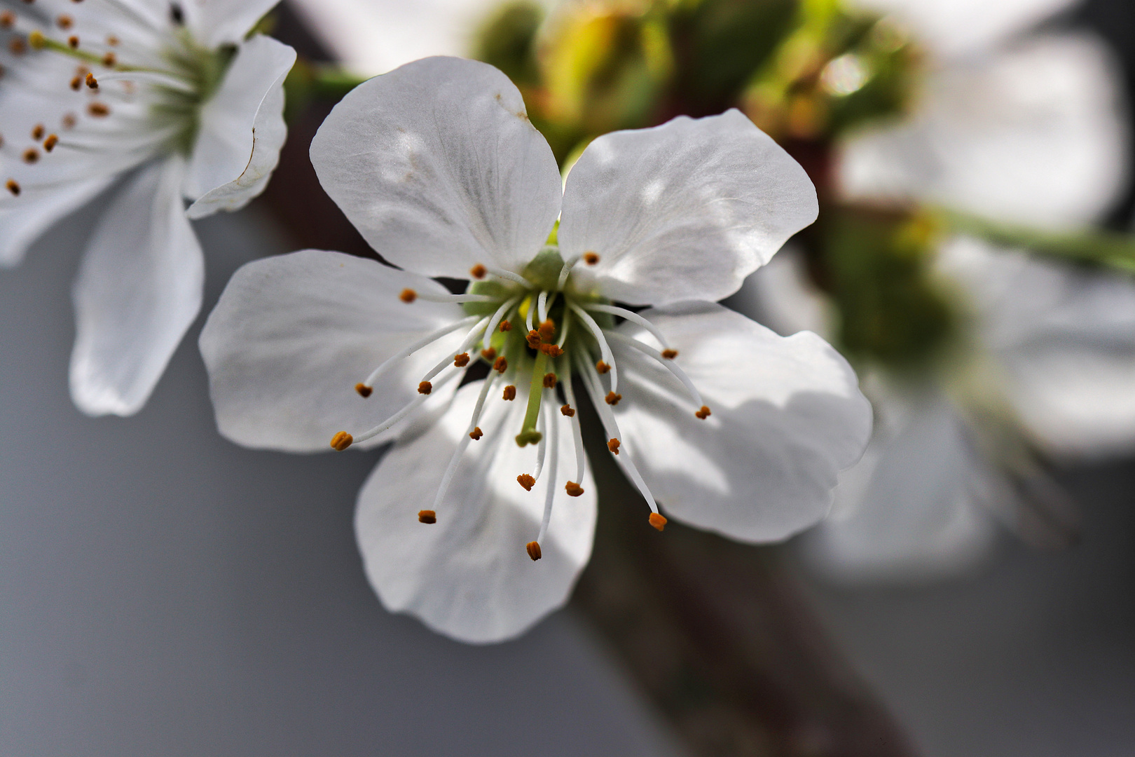 Kirschblüte