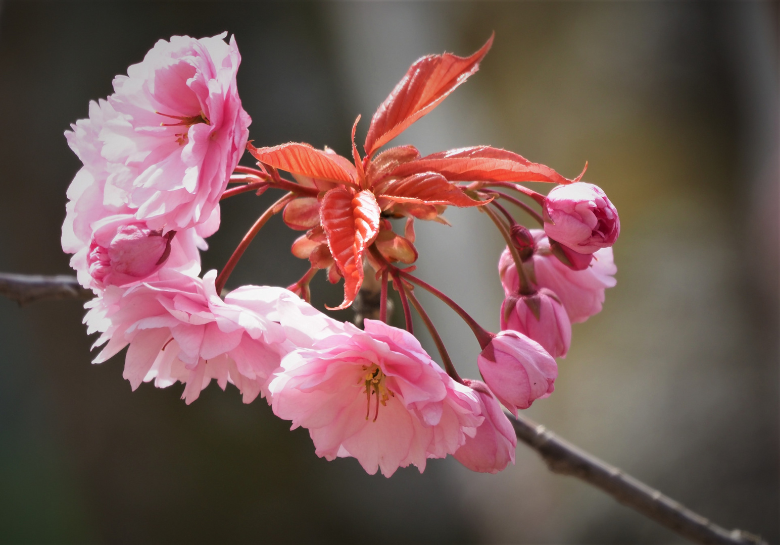 Kirschblüte