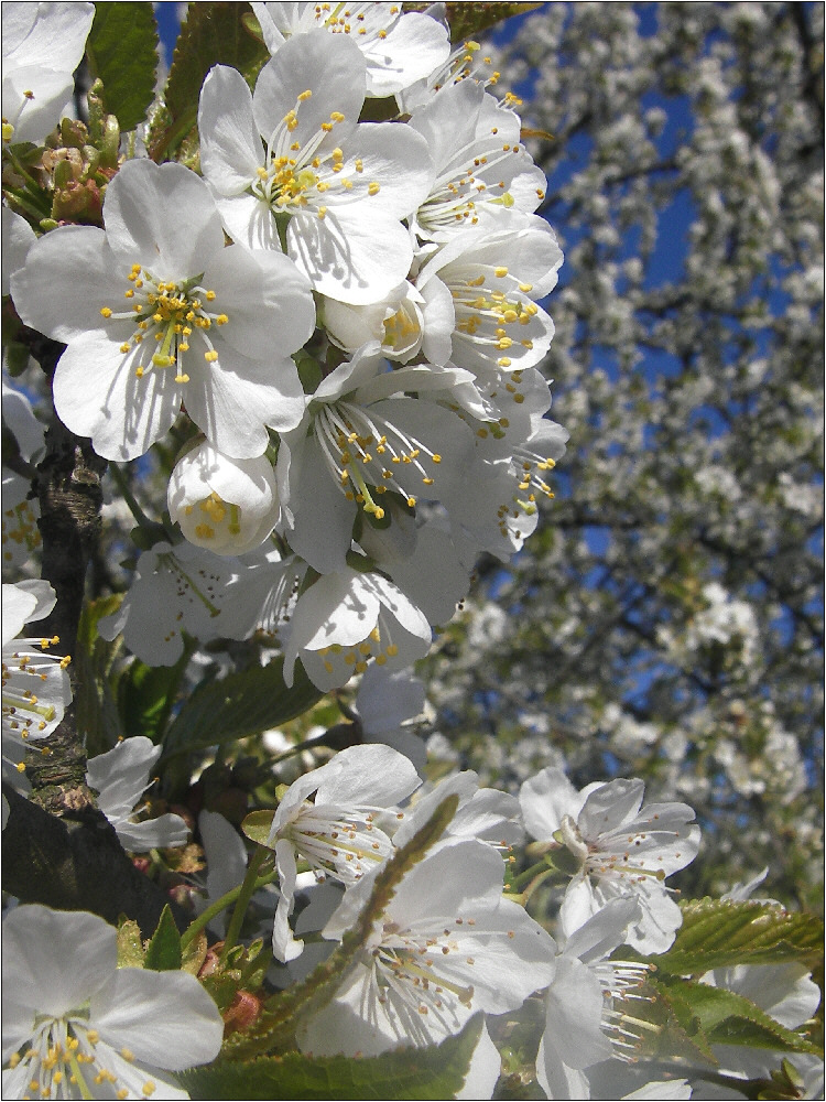 Kirschblüte