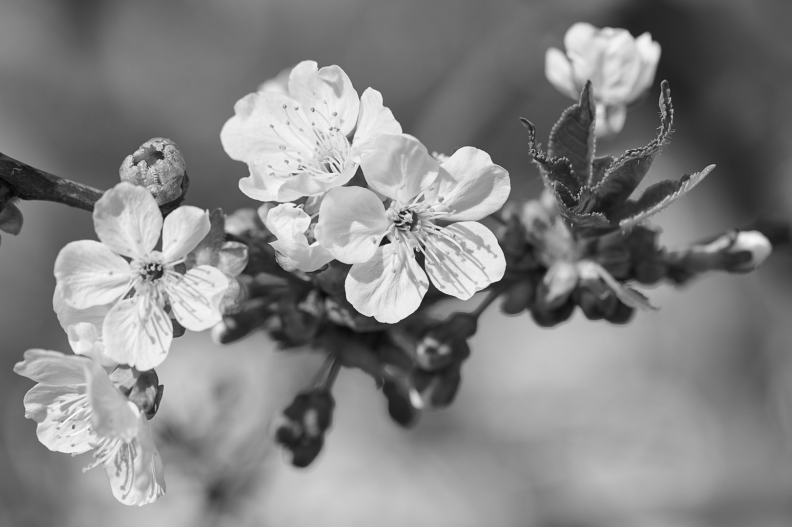 Kirschblüte