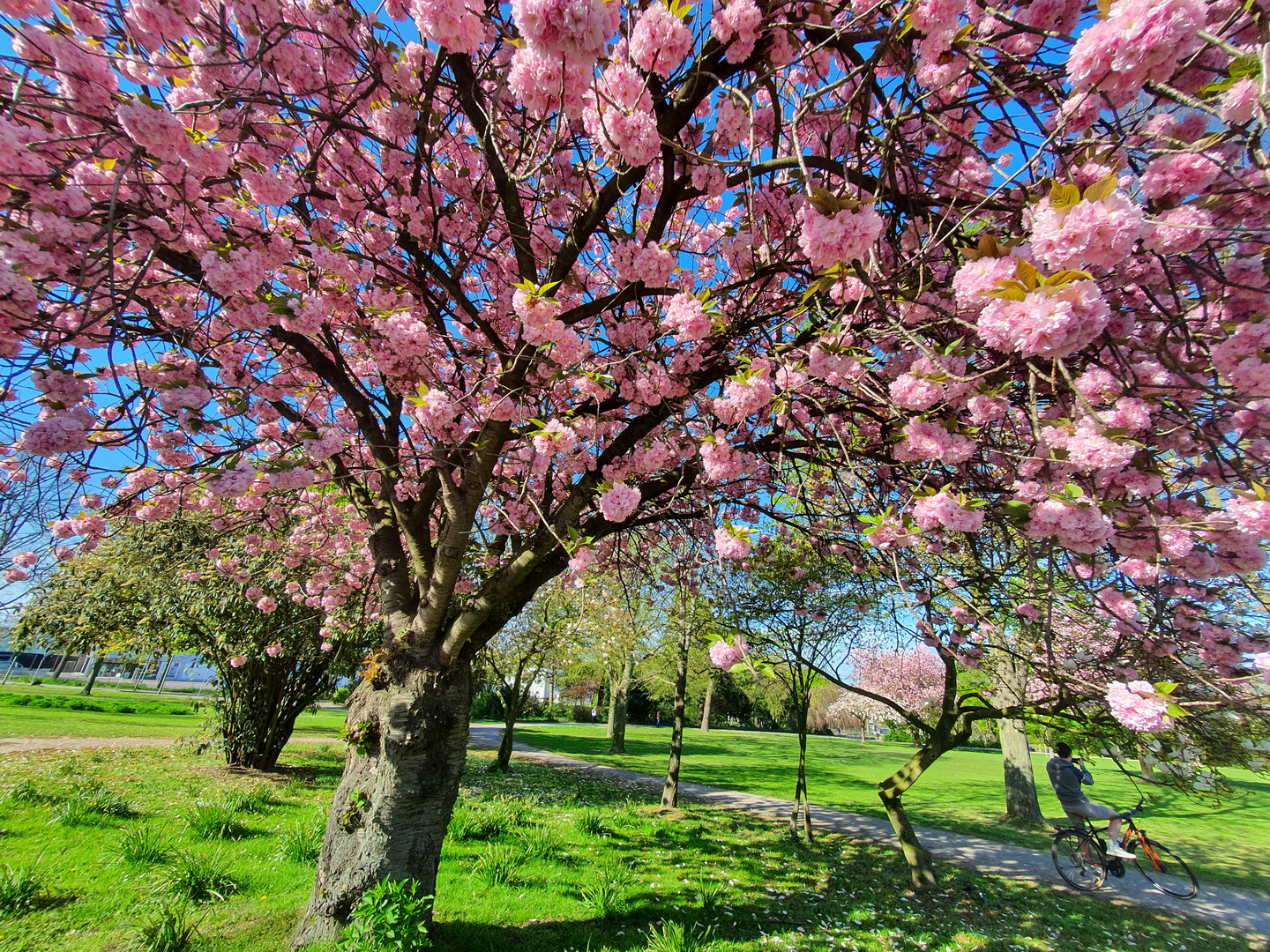 Kirschblüte