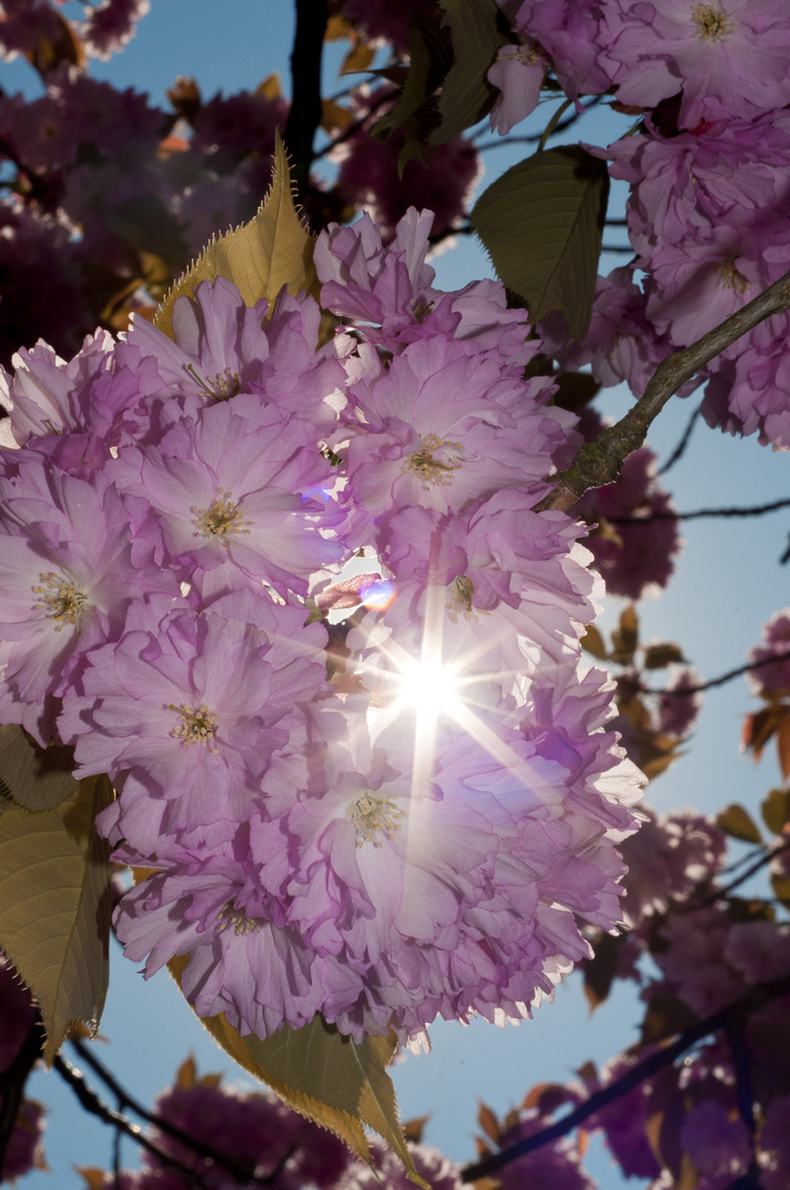 Kirschblüte