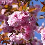 Kirschblüte 