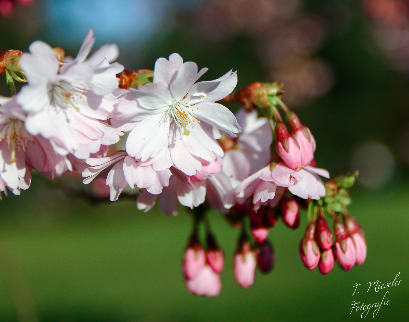 Kirschblüte